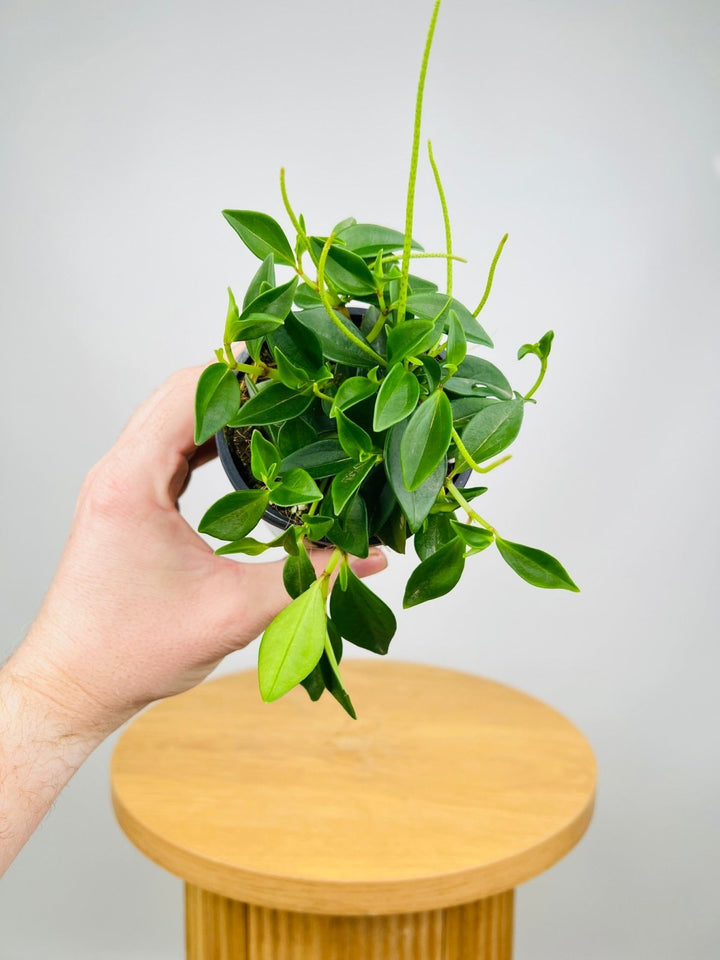 Peperomia Amigo Marcello | Uprooted