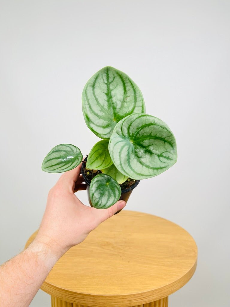 Peperomia Argyreia - Silver Watermelon | Uprooted