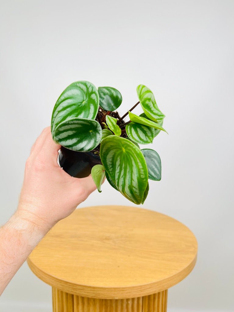 Peperomia Argyreia - Watermelon | Uprooted