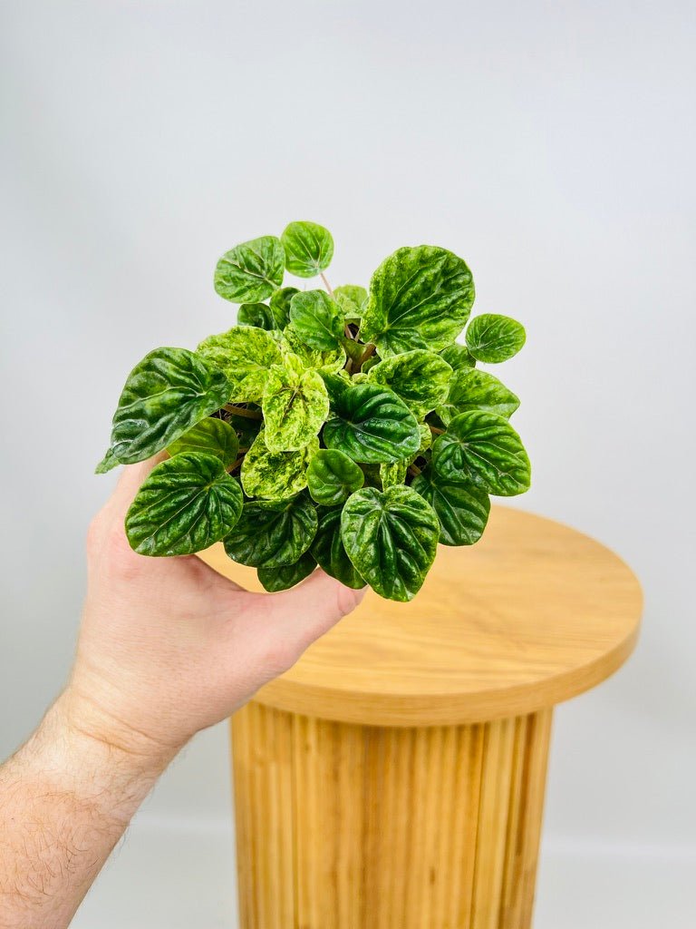 Peperomia Caperata - Speckled Ripple | Uprooted