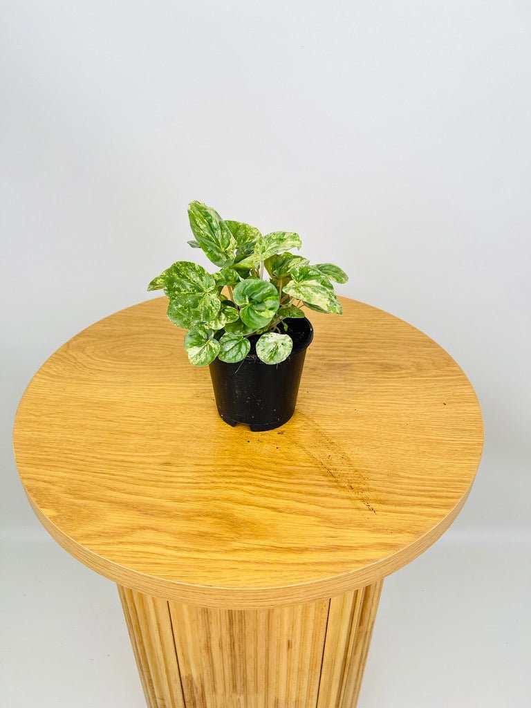 Peperomia Capreata - Pink Lady | Uprooted