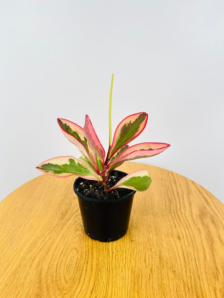 Peperomia Clusiifolia Tricolour | Uprooted