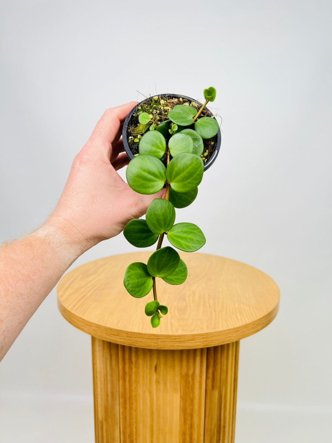 Peperomia Hope | Uprooted