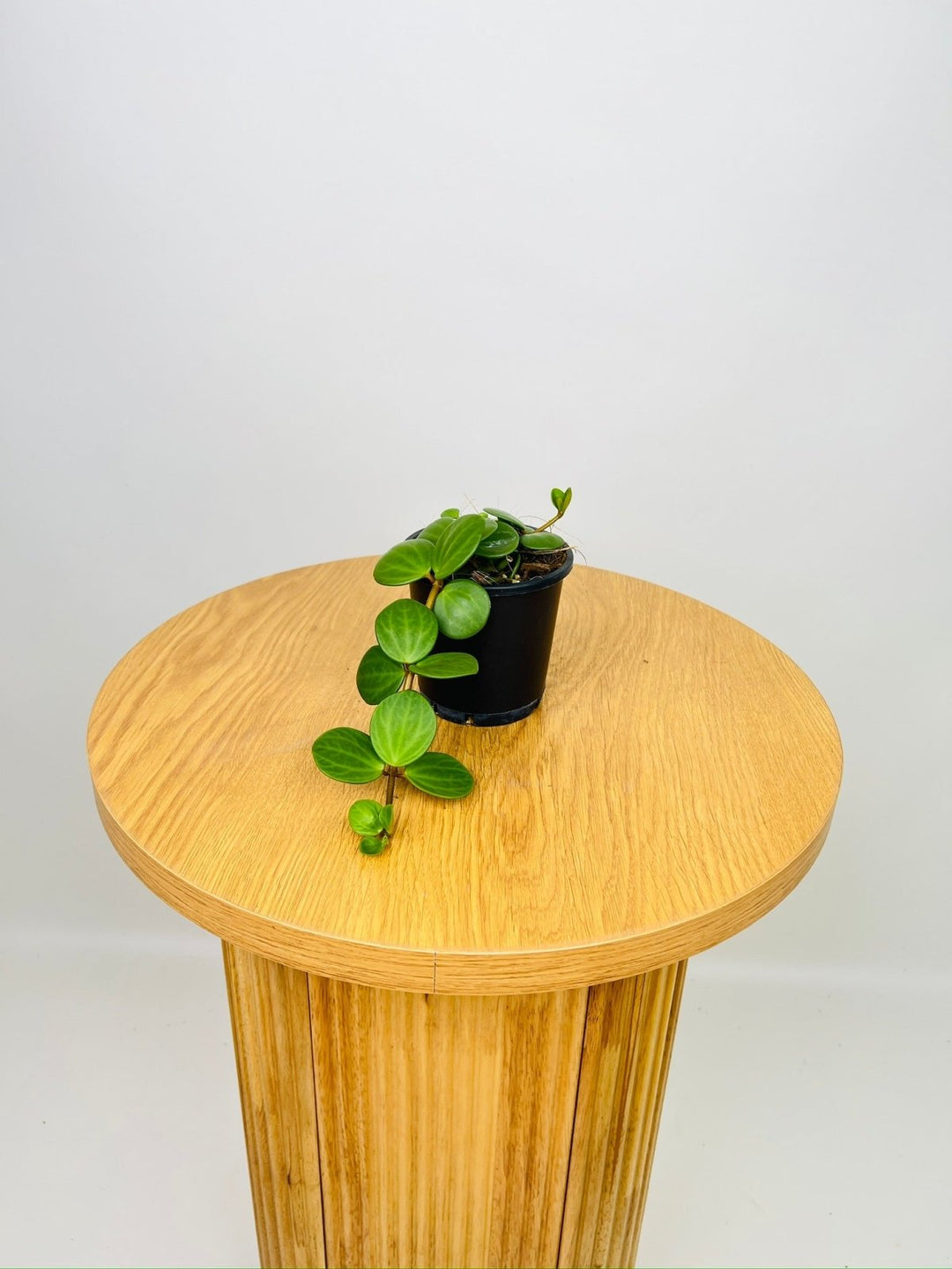 Peperomia Hope | Uprooted