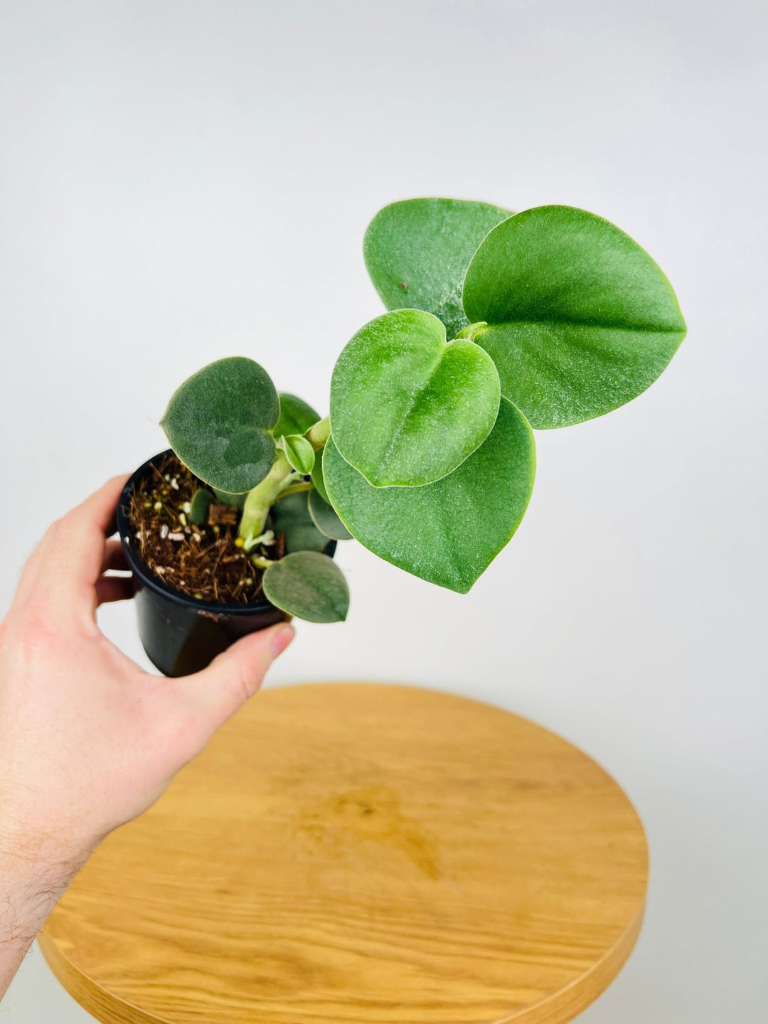 Peperomia Incana | Uprooted