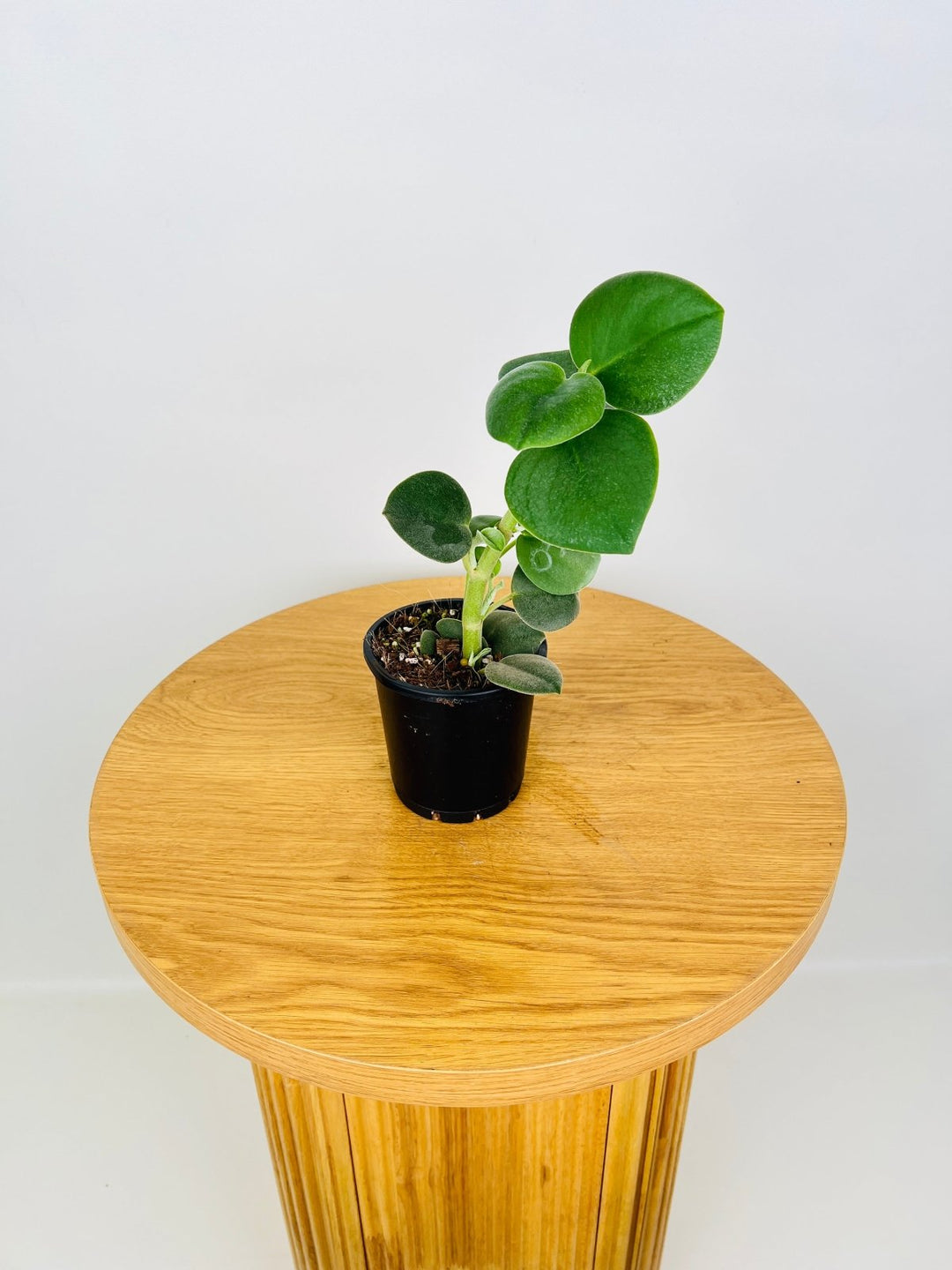 Peperomia Incana | Uprooted