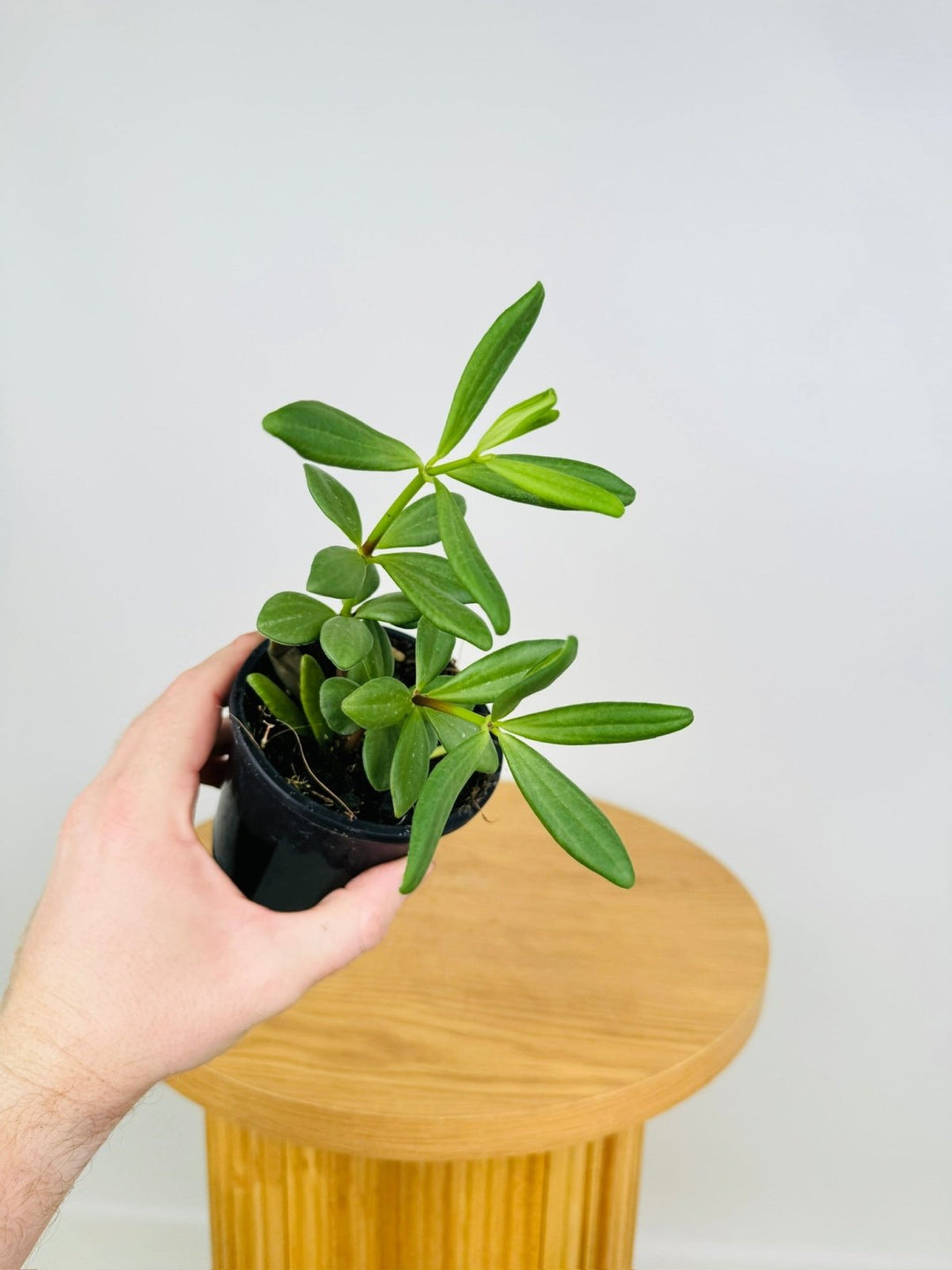 Peperomia Kimnachii | Uprooted