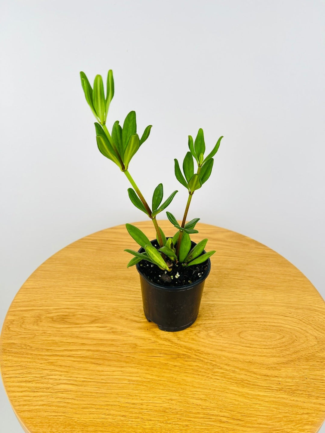 Peperomia Kimnachii | Uprooted