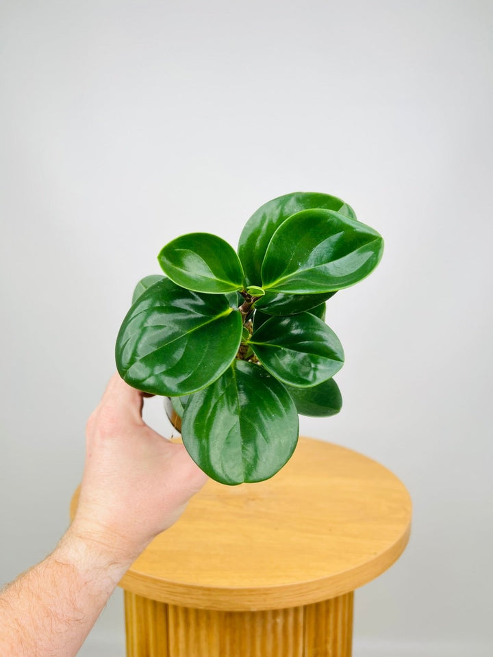 Peperomia Obtusifolia Jade | Uprooted