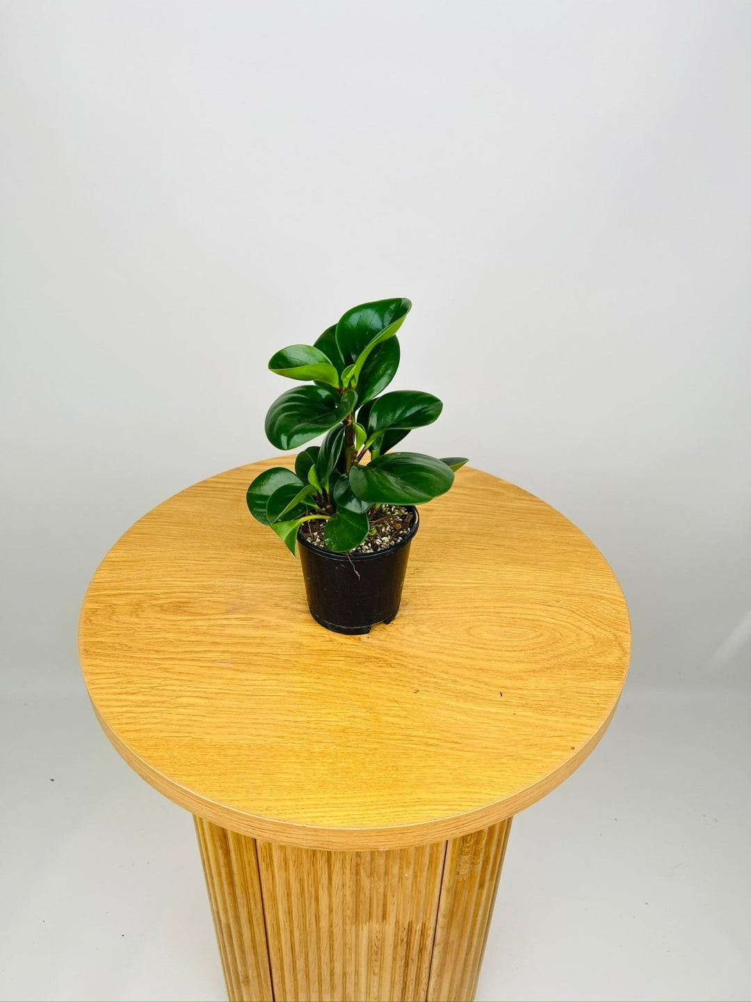 Peperomia Obtusifolia Jade | Uprooted