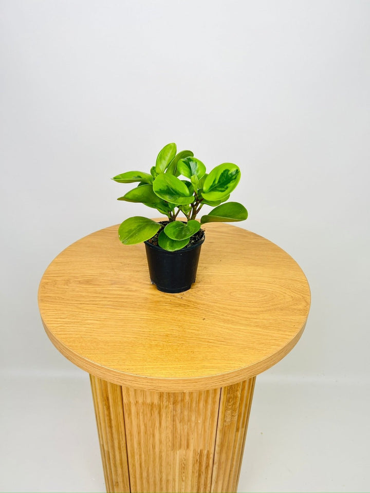 Peperomia Obtusifolia - Lemon Lime | Uprooted