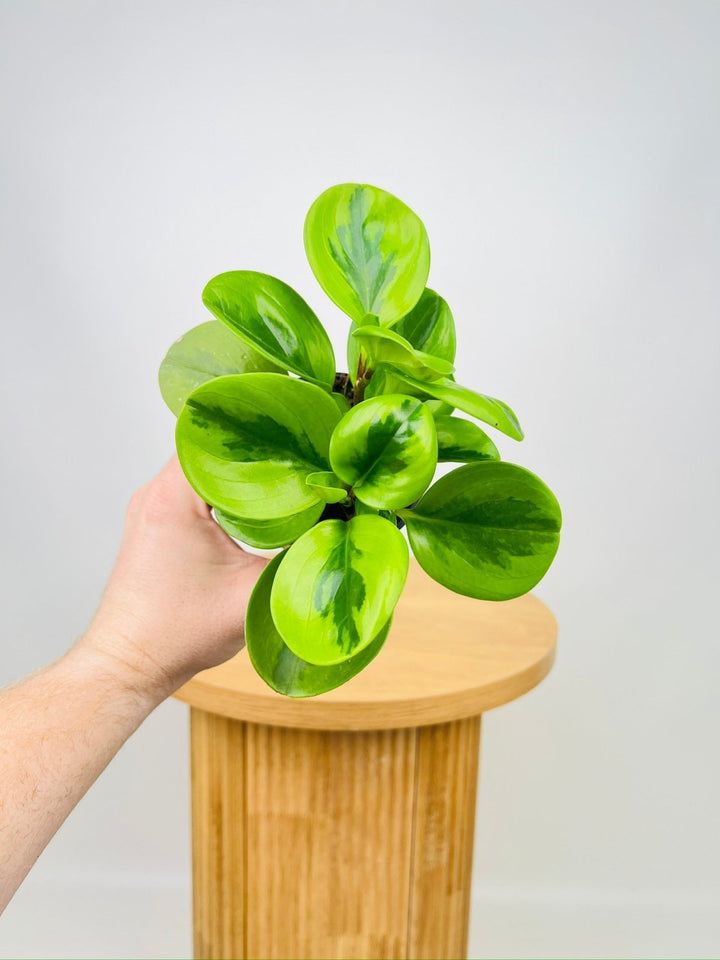 Peperomia Obtusifolia - Lemon Lime | Uprooted