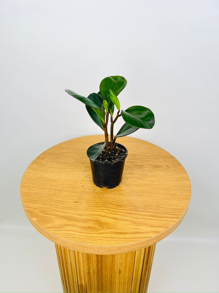 Peperomia Obtusifolia Red Edge | Uprooted