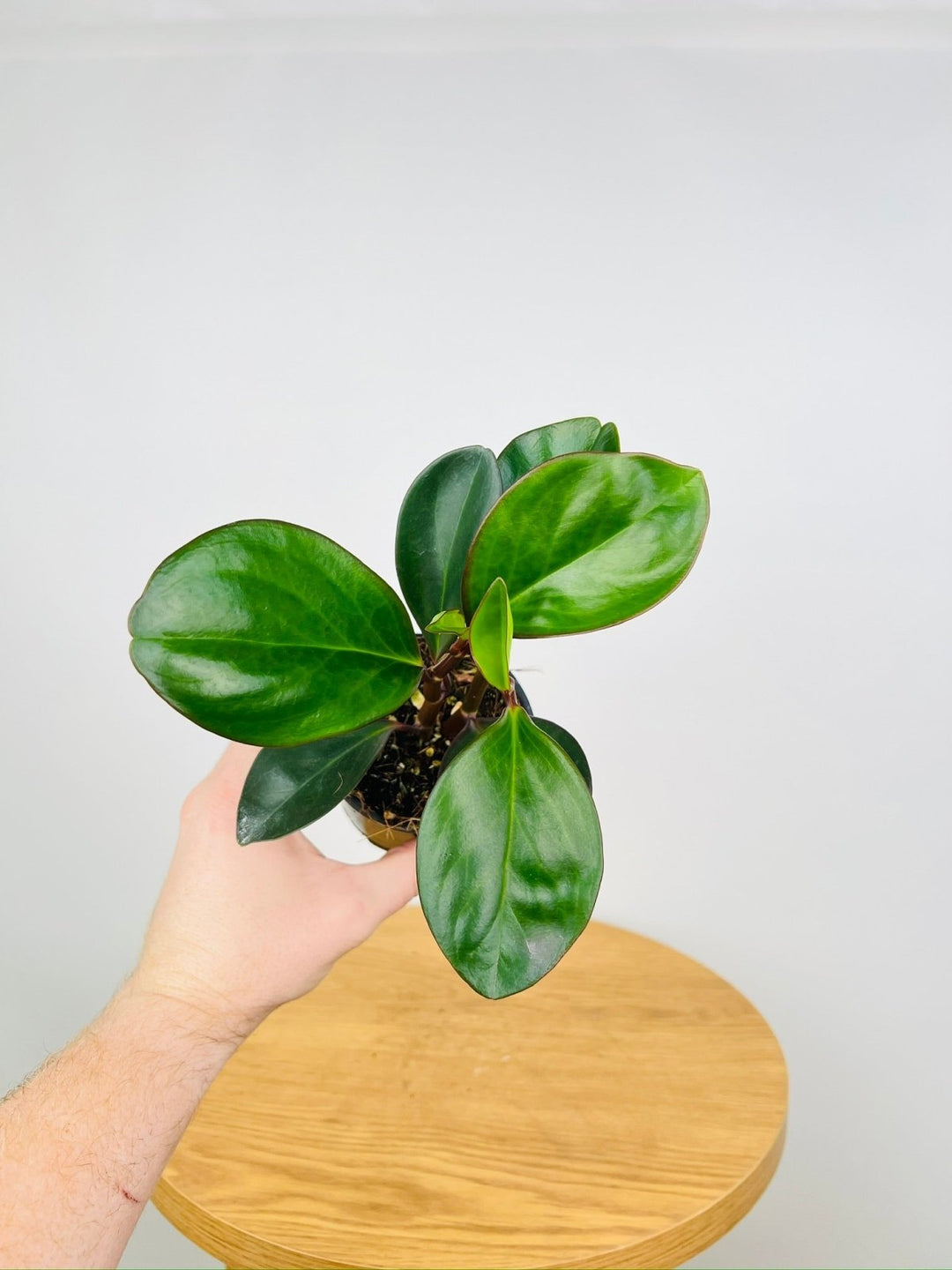 Peperomia Obtusifolia Red Edge | Uprooted