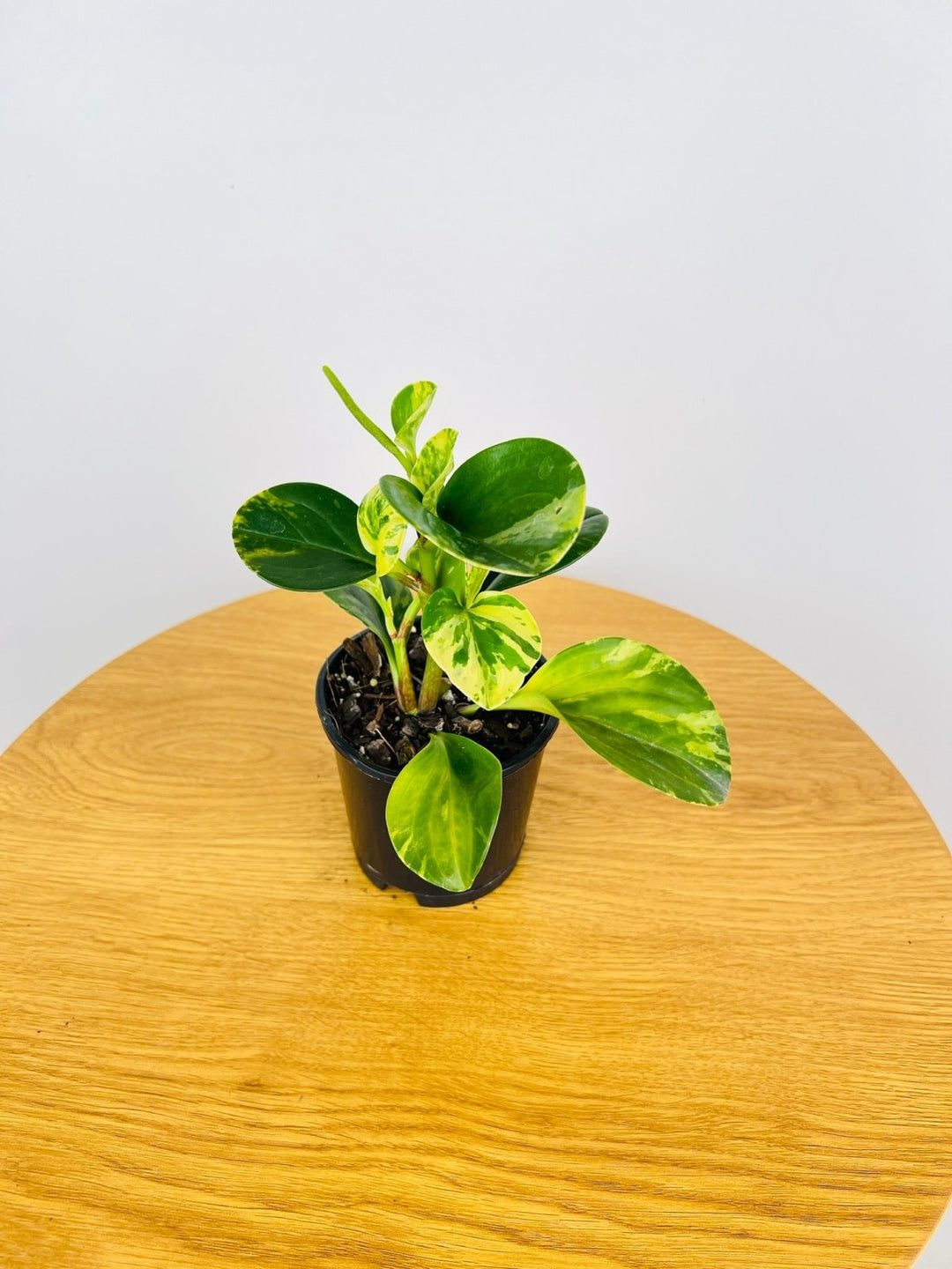 Peperomia Obtusifolia Variegated | Uprooted