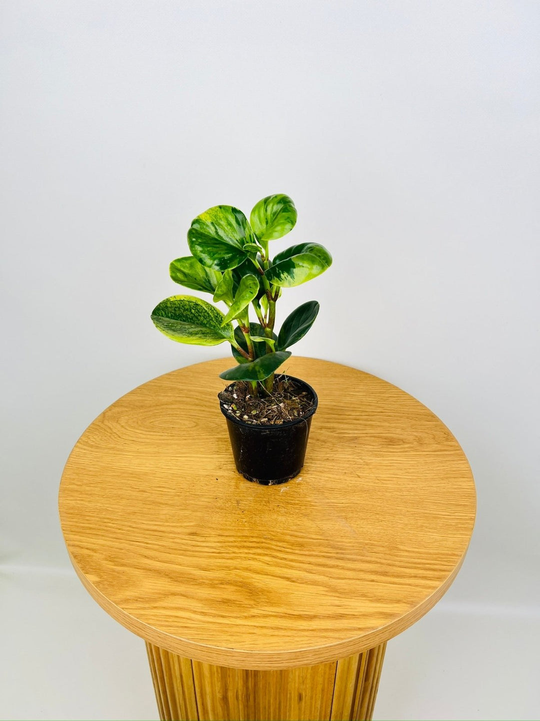 Peperomia Obtusifolia Variegated | Uprooted