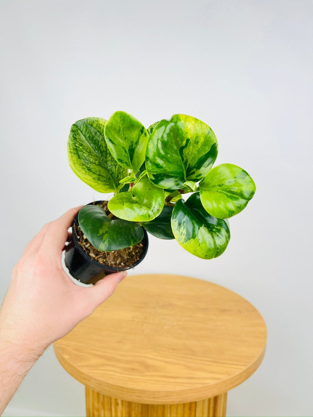 Peperomia Obtusifolia Variegated | Uprooted