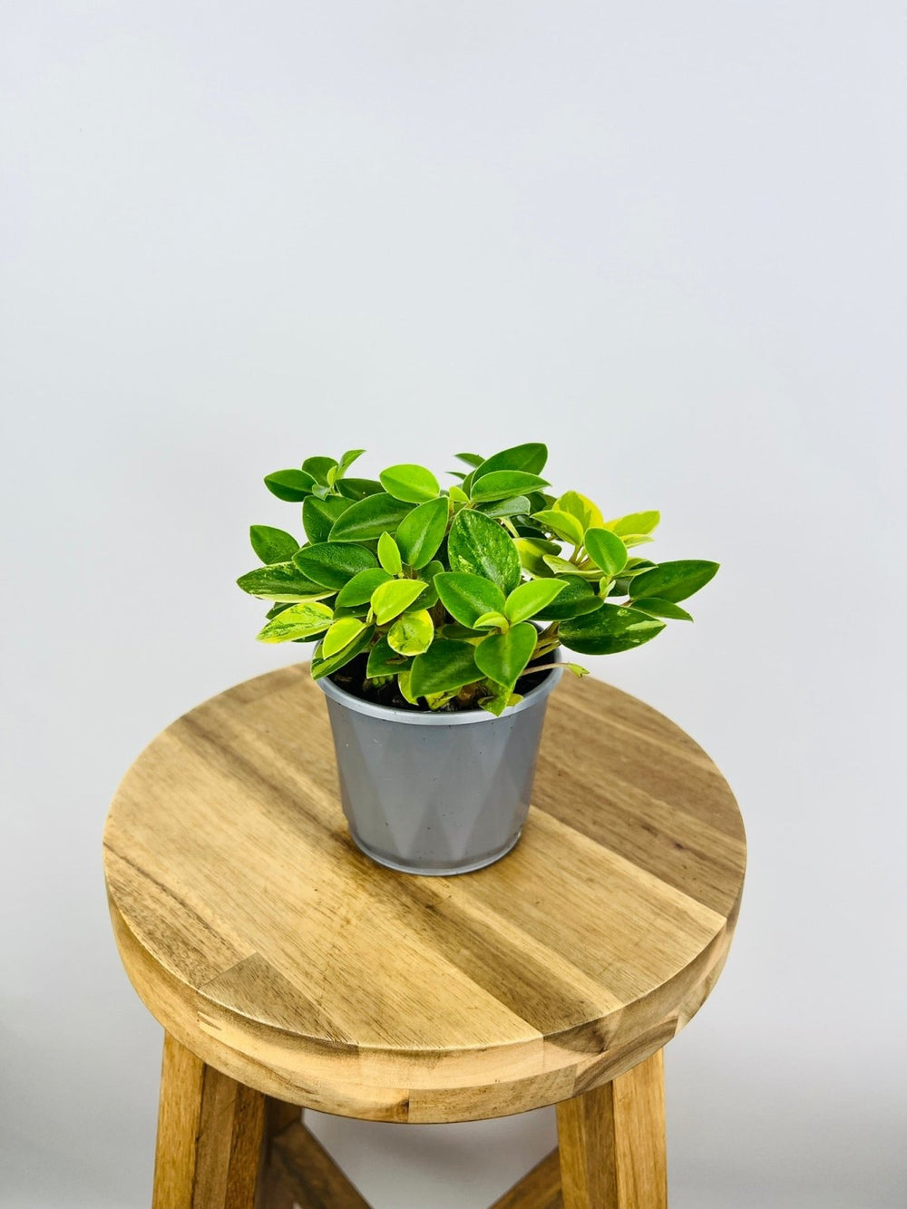 Peperomia Orba Variegated | Uprooted