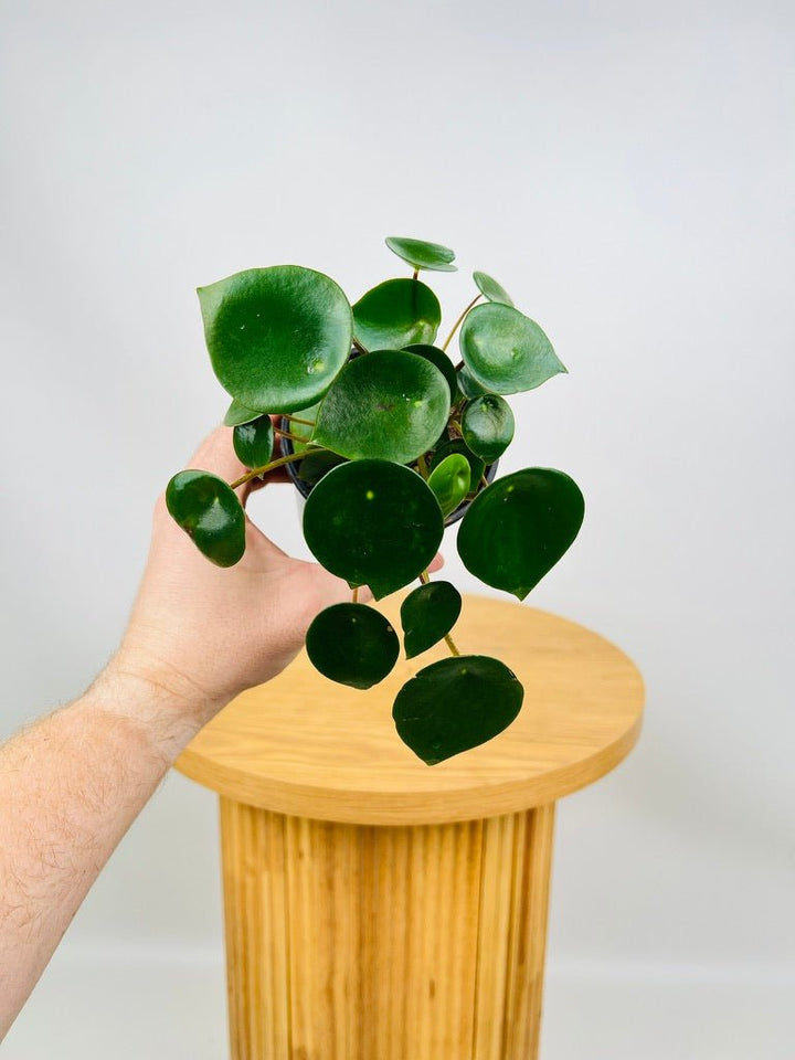 Peperomia Polybotrya | Uprooted