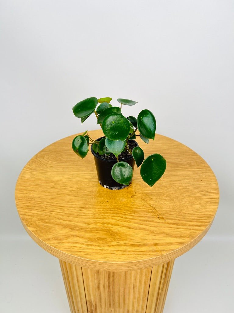 Peperomia Polybotrya | Uprooted