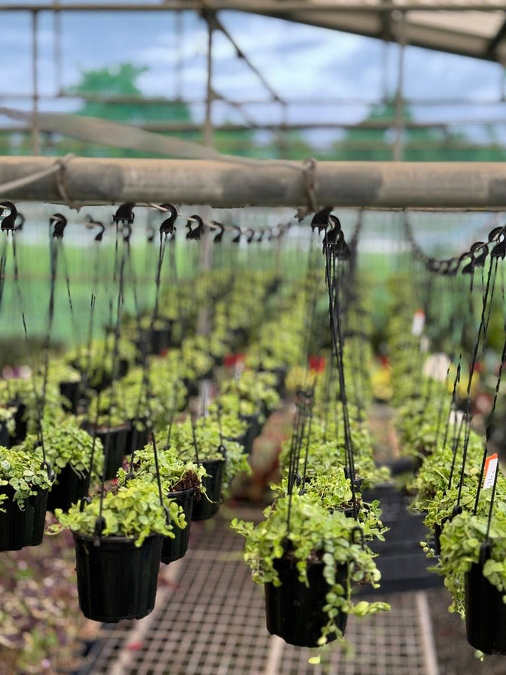 Peperomia Prostrata - String of Turtles | Uprooted