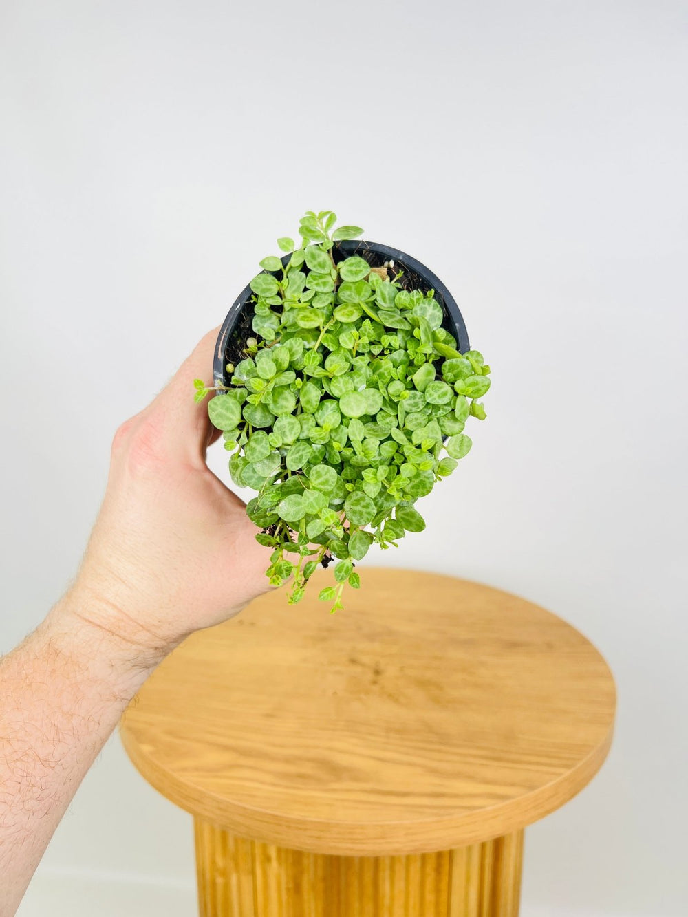 Peperomia Prostrata - String of Turtles | Uprooted