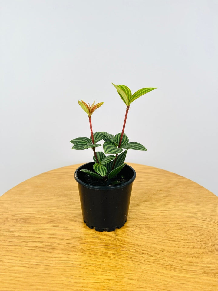 Peperomia Puteolata - Parallel | Uprooted