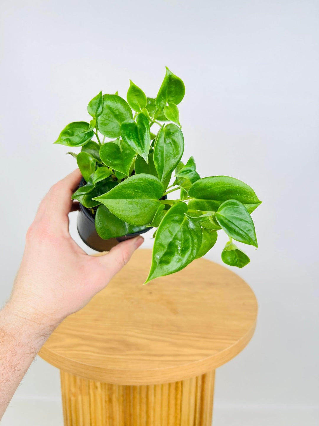 Peperomia Scandens | Uprooted