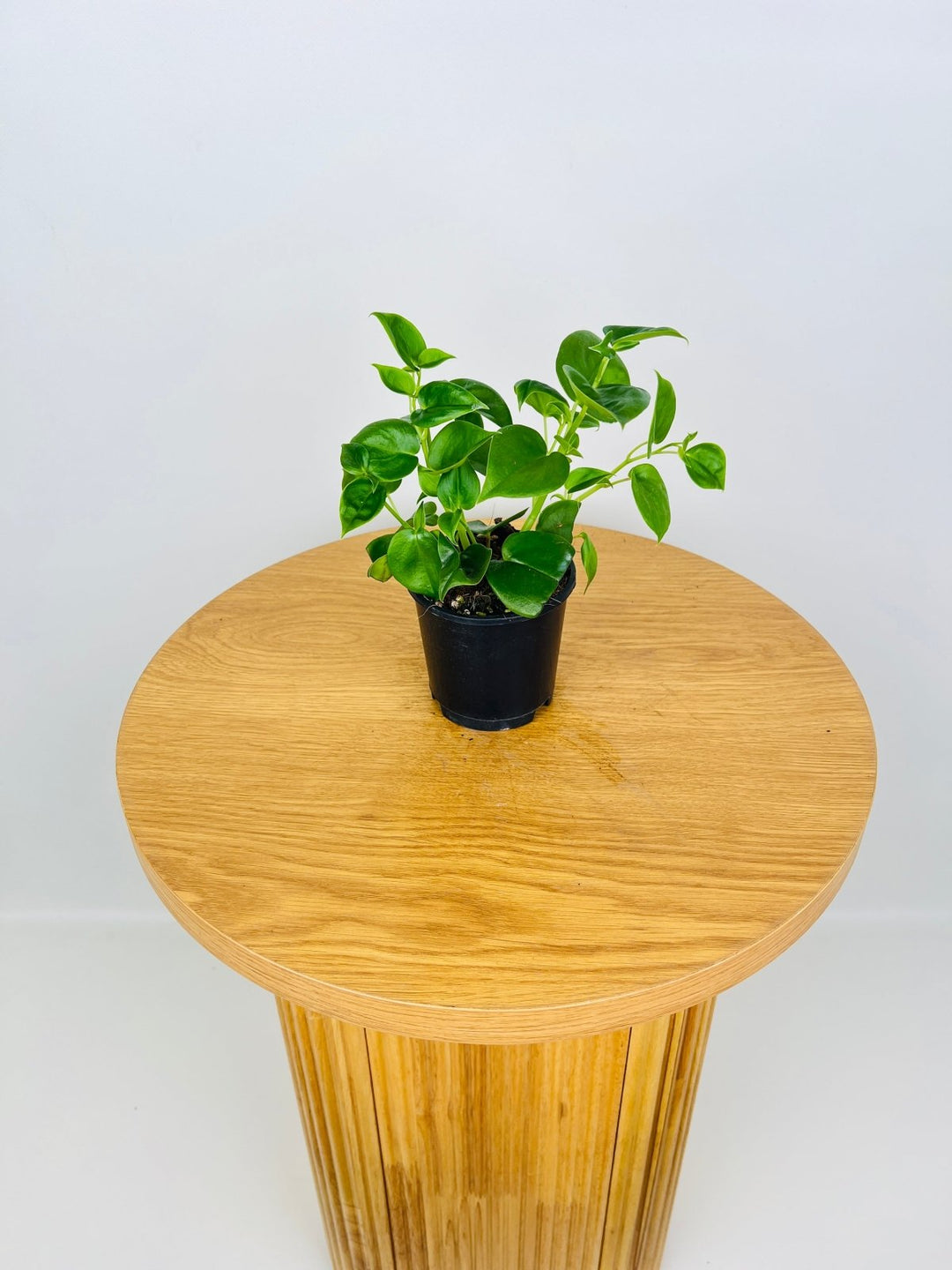 Peperomia Scandens | Uprooted