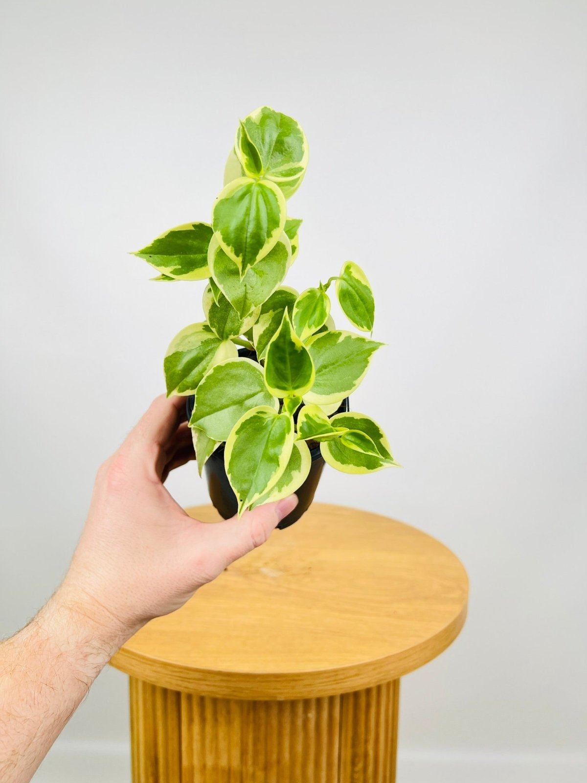 Peperomia Scandens Variegata, Uprooted