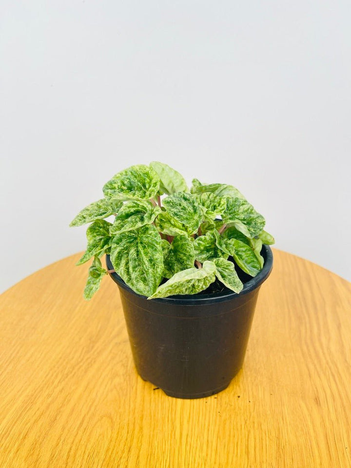 Peperomia Speckled Ripple | Uprooted