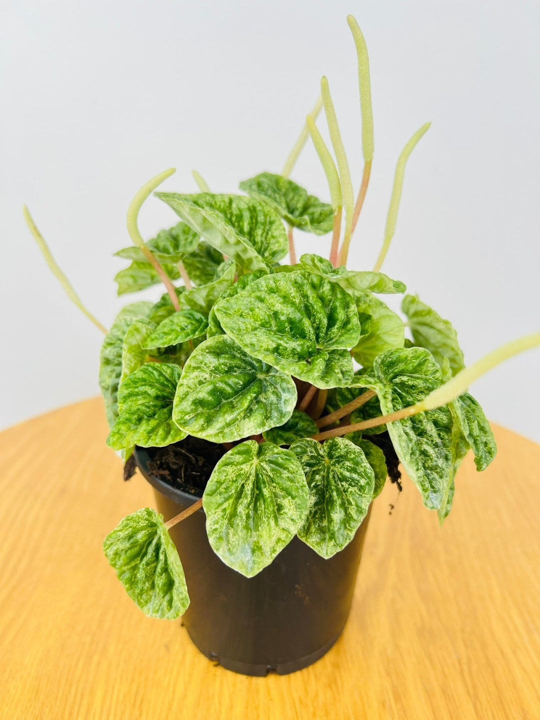 Peperomia Speckled Ripple | Uprooted