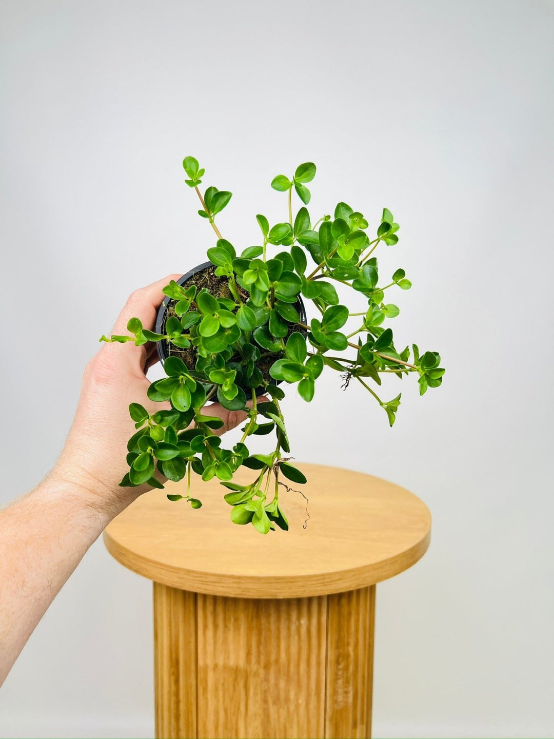 Peperomia Trifolia | Uprooted