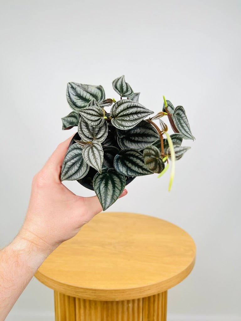 Peperomia Turboensis | Uprooted