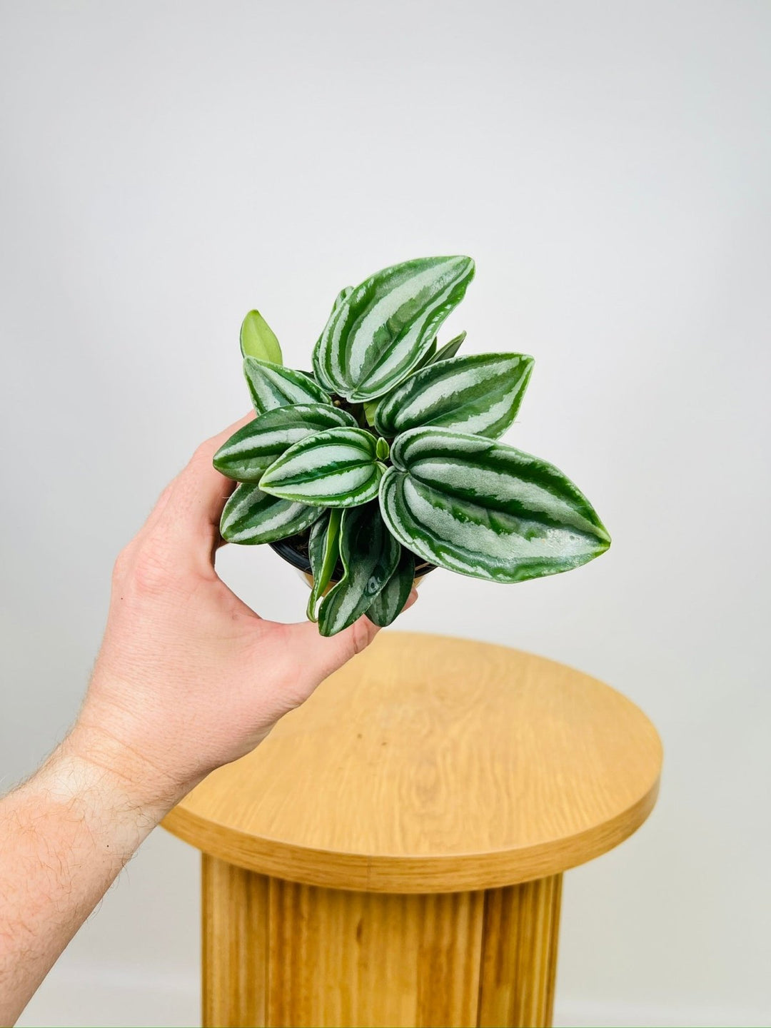 Peperomia Verschaffeltii - Mini Watermelon | Uprooted