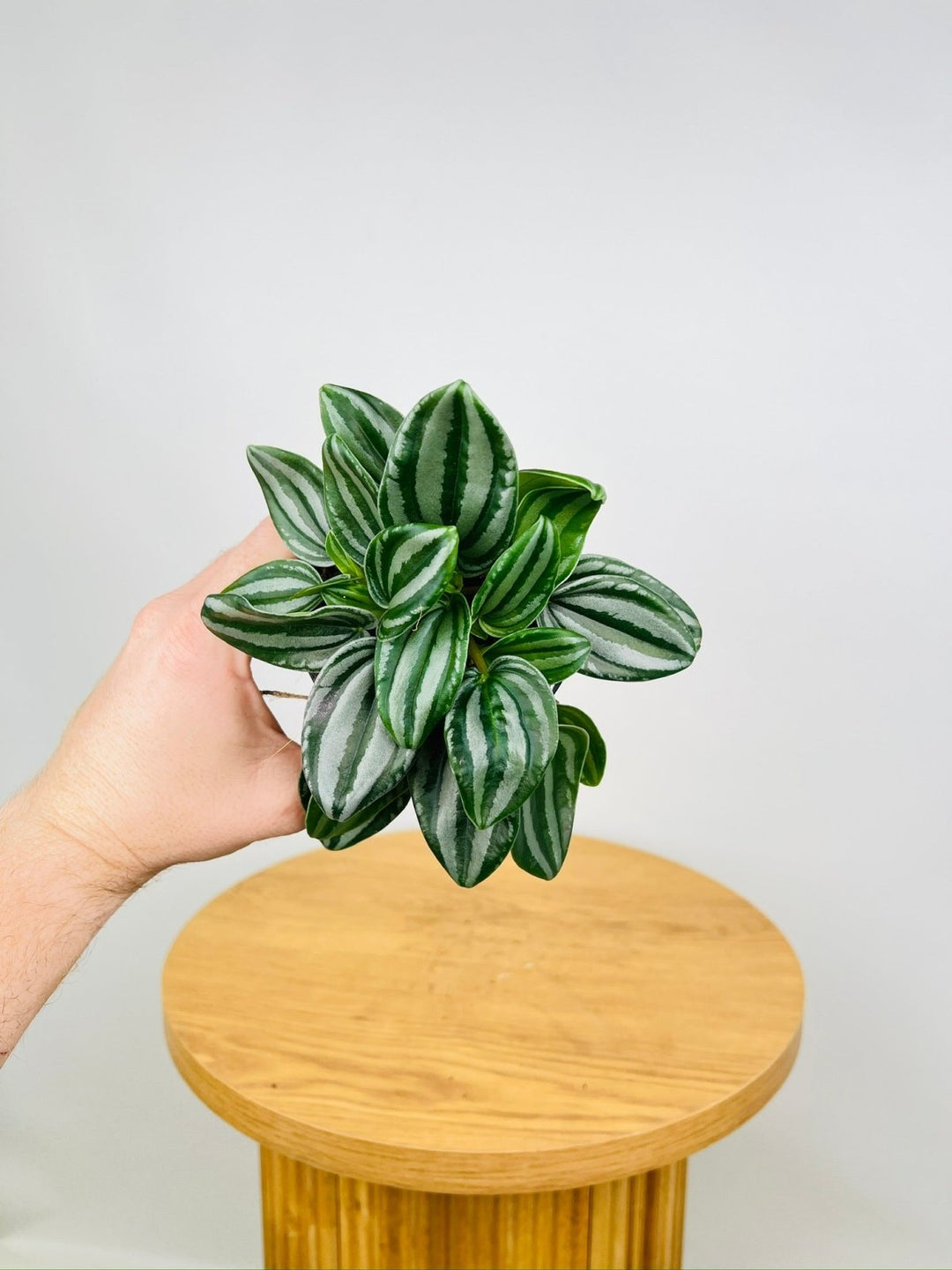 Peperomia Verschaffeltii - Mini Watermelon | Uprooted