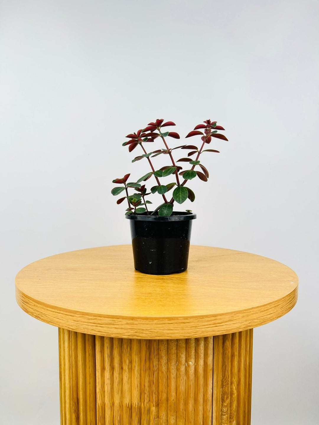 Peperomia Verticillata - Red Log | Uprooted