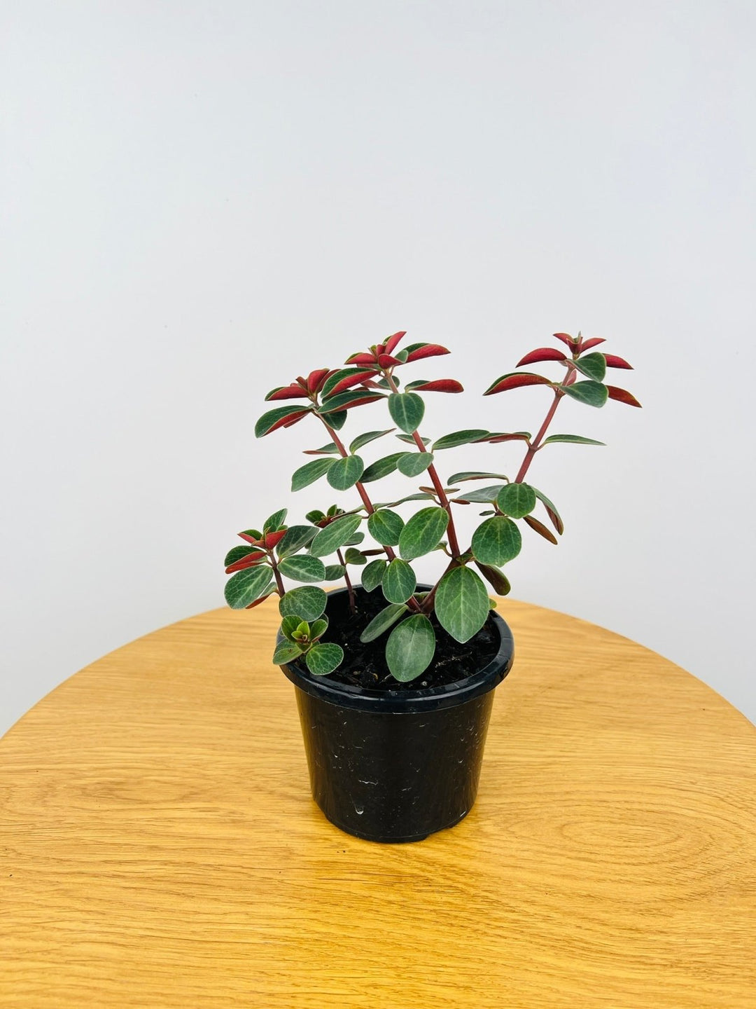 Peperomia Verticillata - Red Log | Uprooted