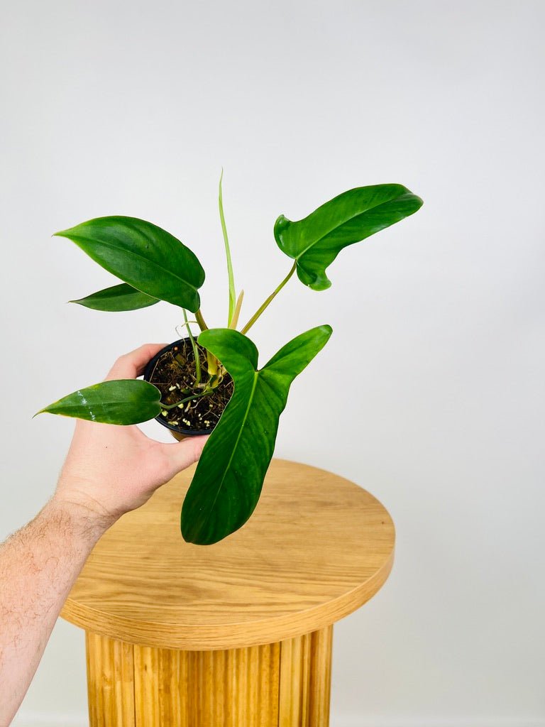 Philodendron Big Ears 69686 | Uprooted