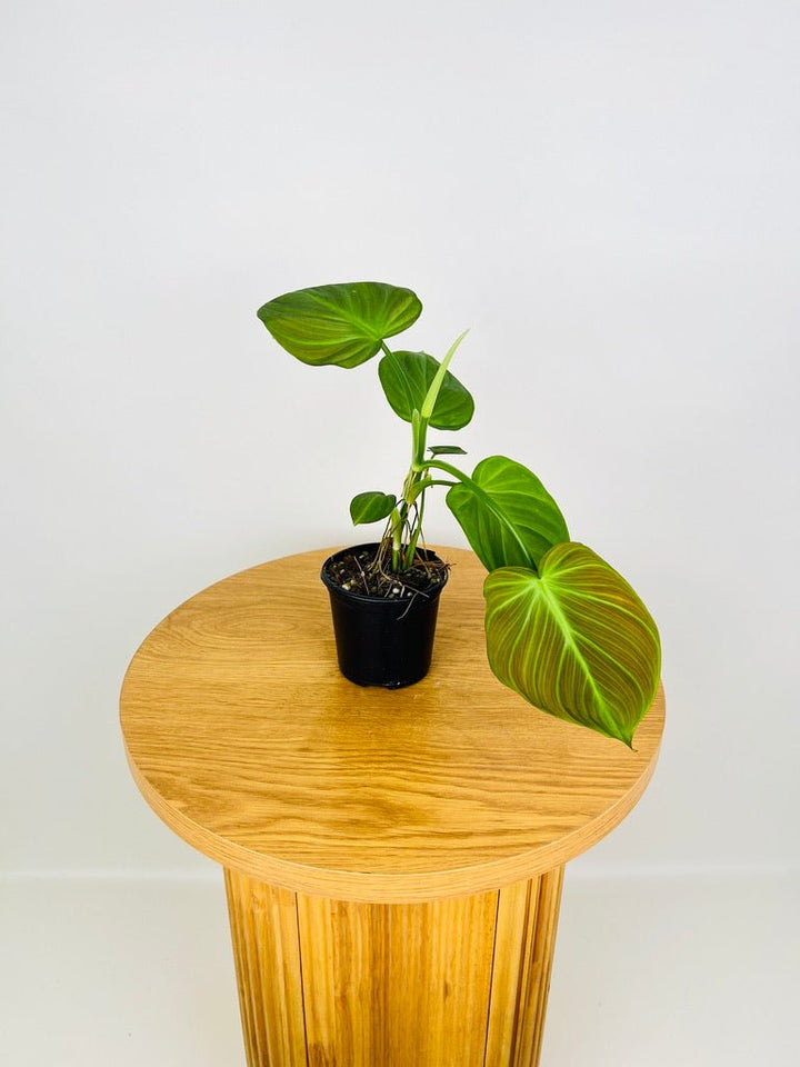 Philodendron Camposportoanum | Uprooted