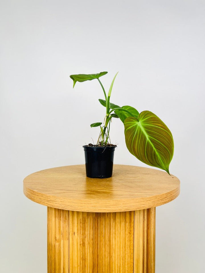 Philodendron Camposportoanum | Uprooted