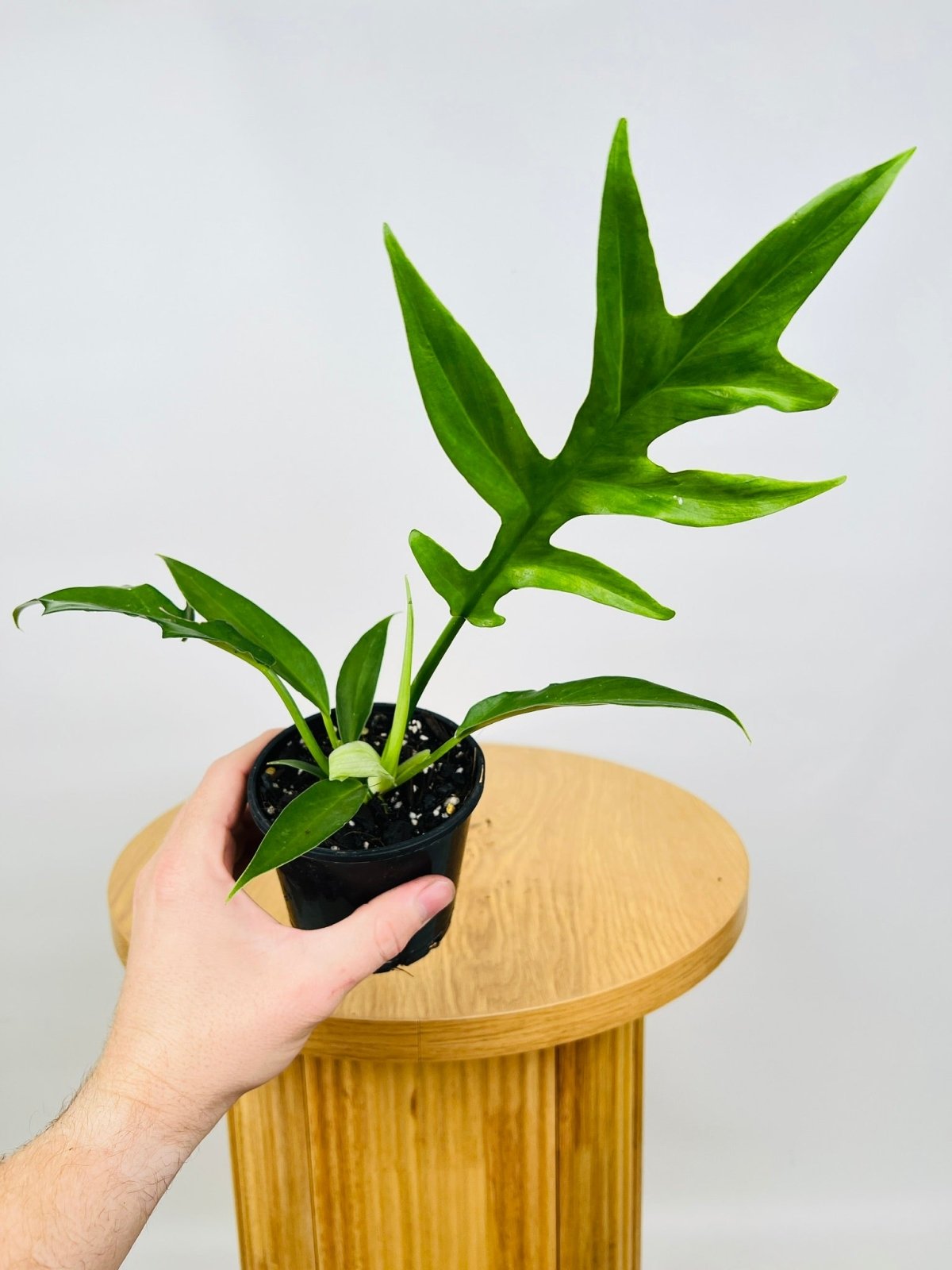 Philodendron distantilobum outlet