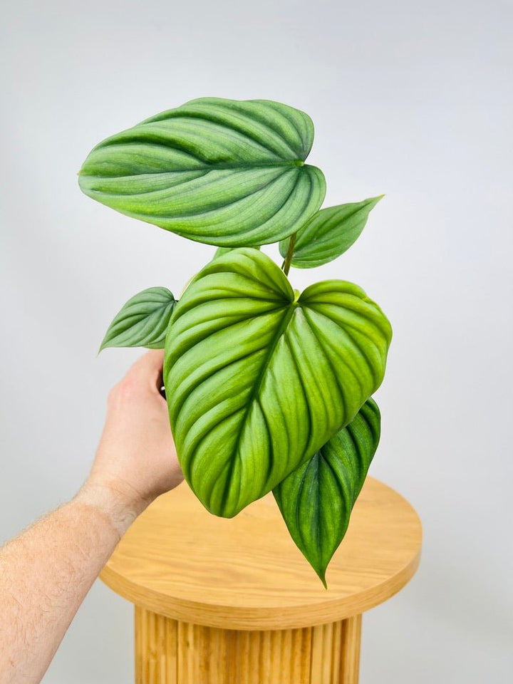 Philodendron El Guapo [Columbian NOID] | Uprooted