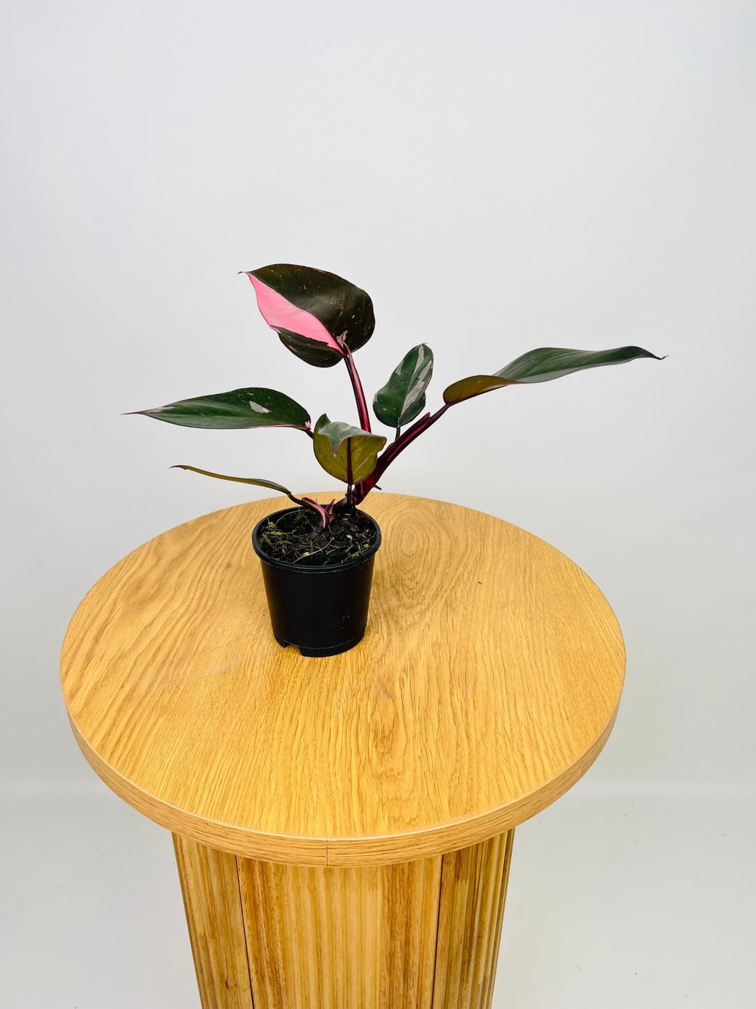 Philodendron Erubescens - Pink Princess | Uprooted