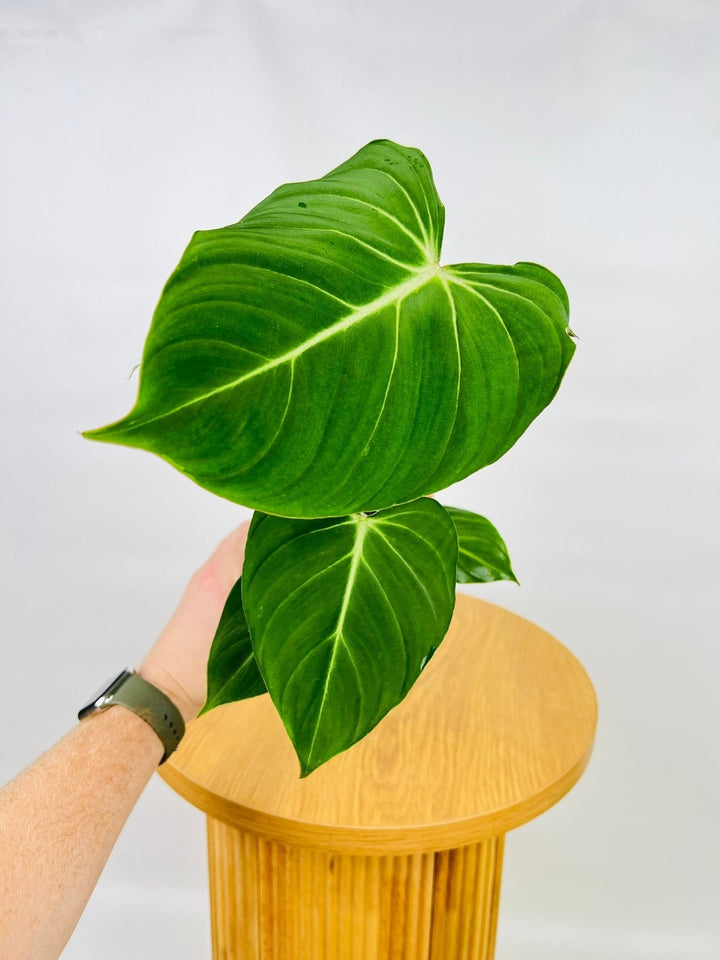 Philodendron Gloriosum | Uprooted