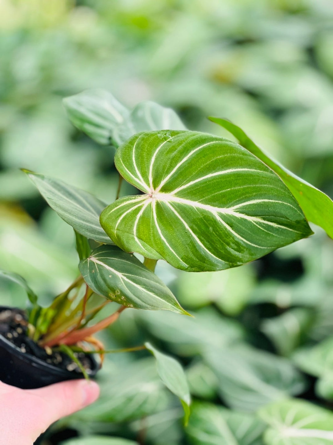 Philodendron Gloriosum "White Vein" ** Max 2 per person ** | Uprooted