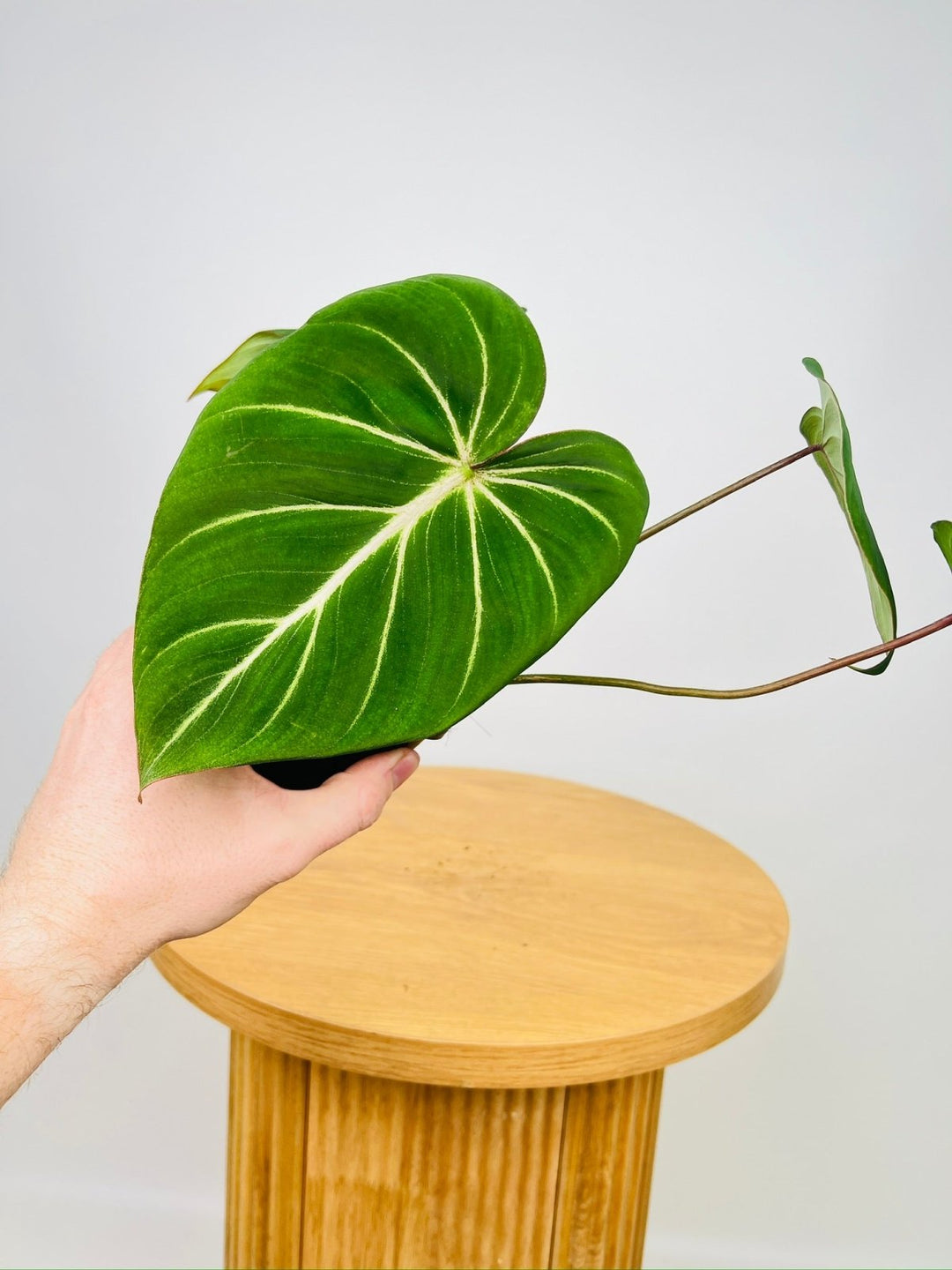 Philodendron Gloriosum "White Vein" | Uprooted