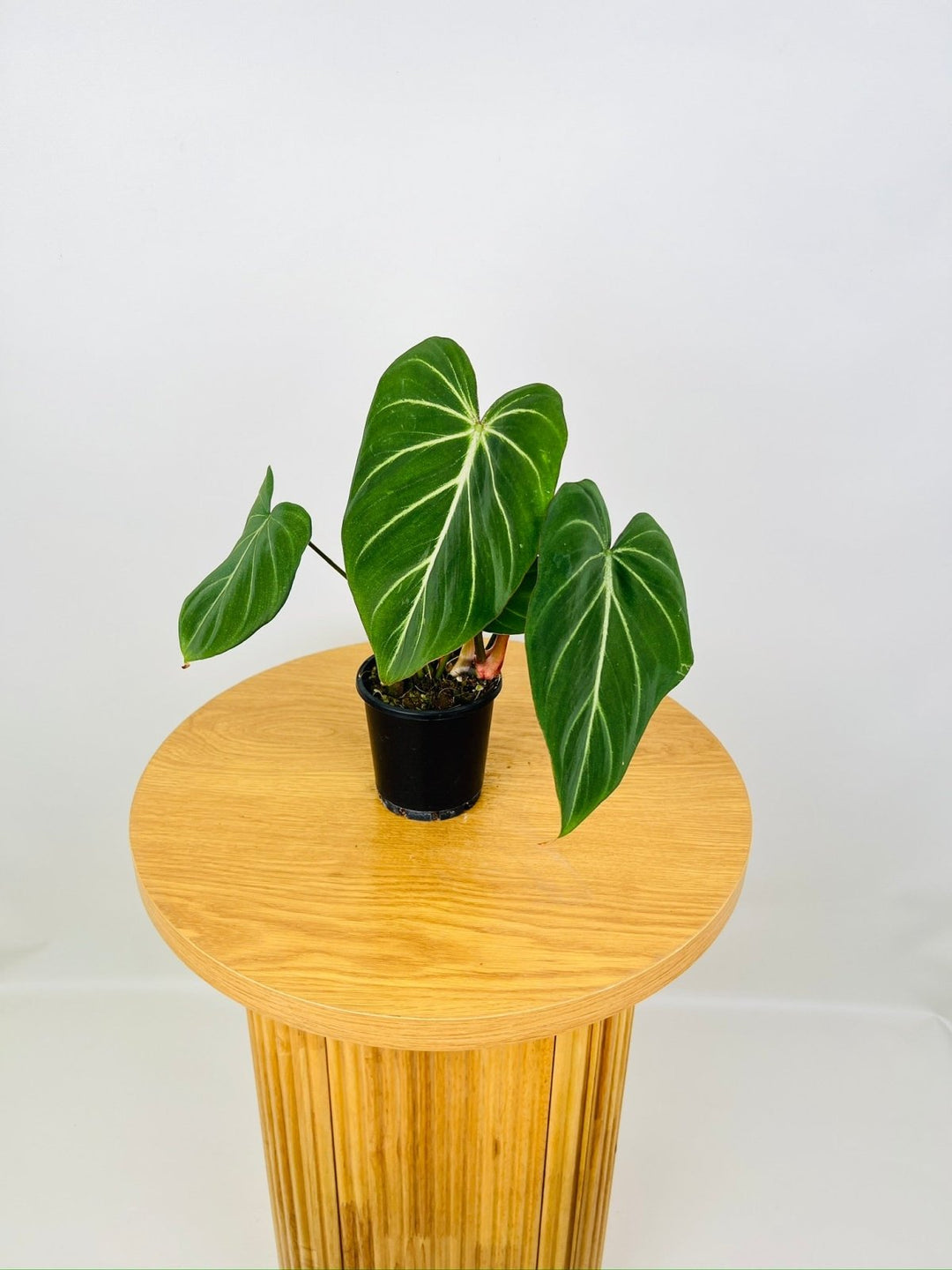 Philodendron Gloriosum "White Vein" | Uprooted