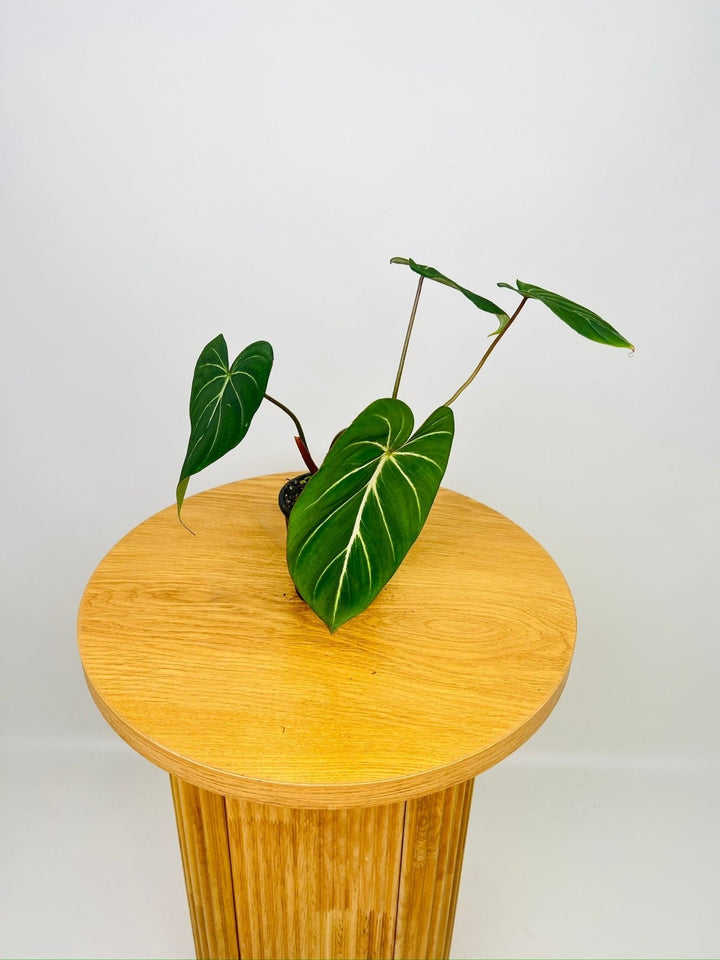 Philodendron Gloriosum "White Vein" | Uprooted