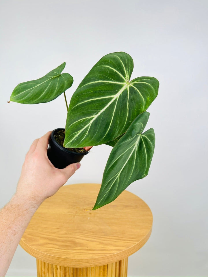 Philodendron Gloriosum "White Vein" | Uprooted